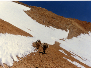 Veranadas en la cordillera de los Andes