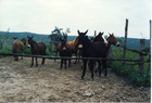 Reposición de caballos y mulares Reposición de caballos y mulares