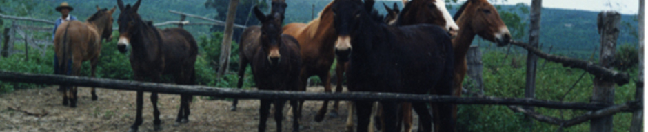 Reposición de caballos y mulares Reposición de caballos y mulares