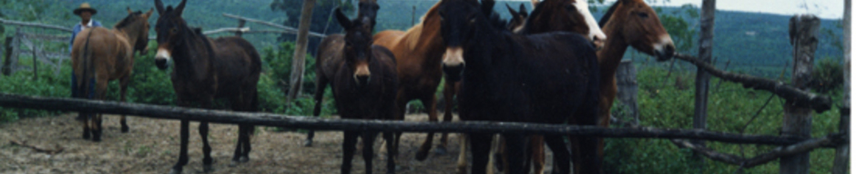 Reposición de caballos y mulares