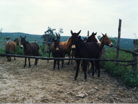 Reposición de caballos y mulares