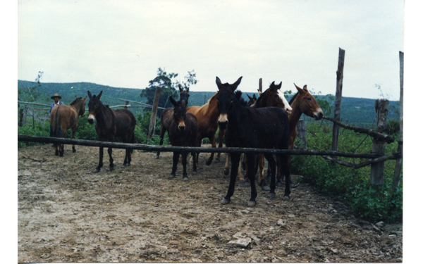 Reposición de caballos y mulares