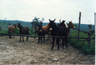Reposición de caballos y mulares