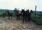 Reposición de caballos y mulares