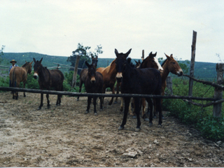 Reposición de caballos y mulares