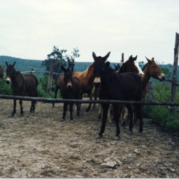 Reposición de caballos y mulares