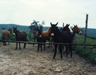 Reposición de caballos y mulares