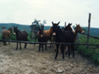 Reposición de caballos y mulares