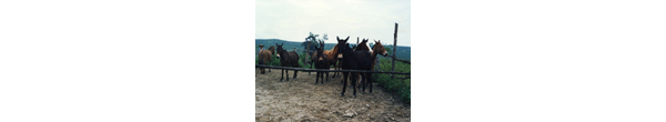 Reposición de caballos y mulares