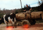 Carreta de bueyes Carreta de bueyes