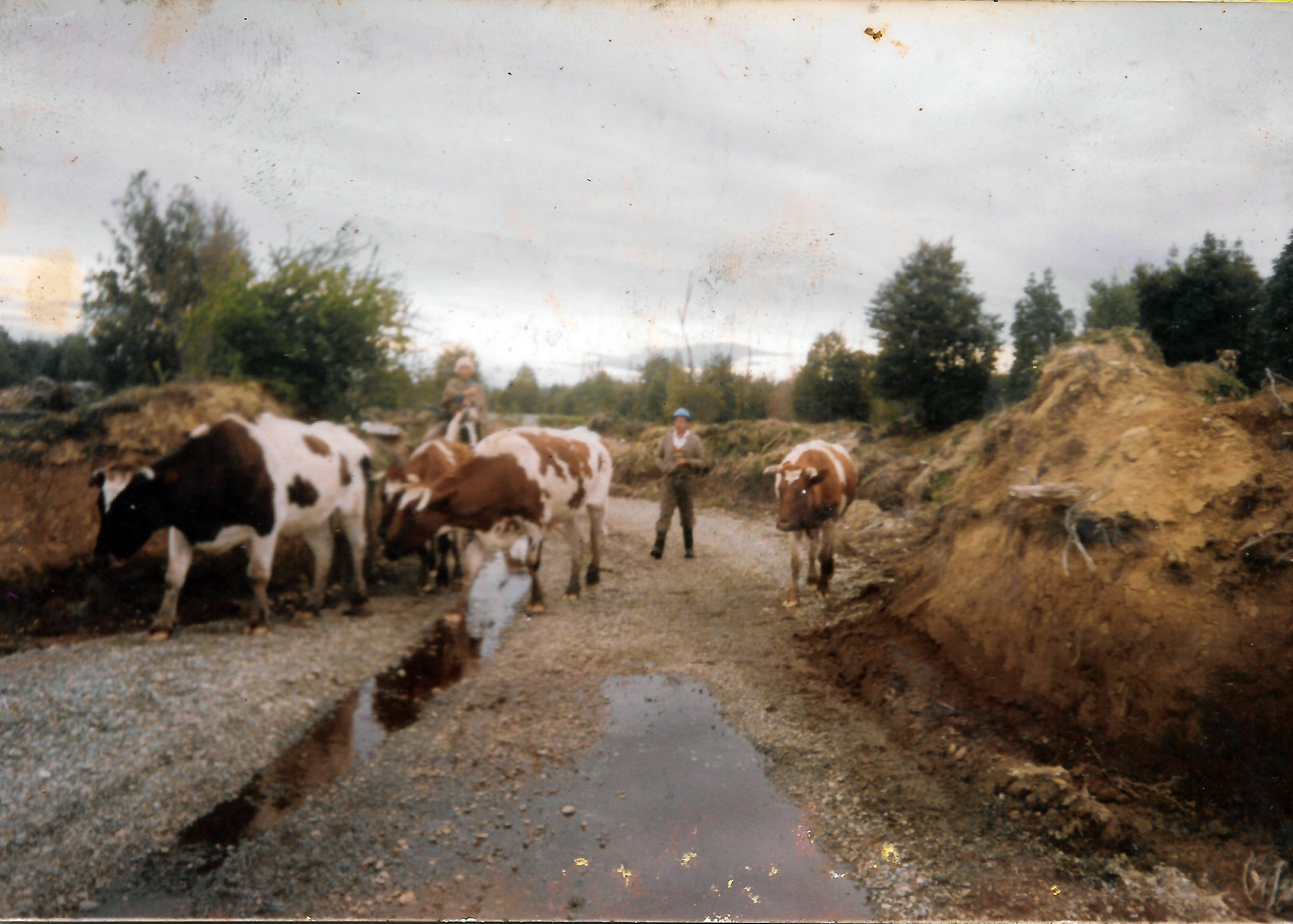 Llevando a los animales al río Llevando a los animales al río