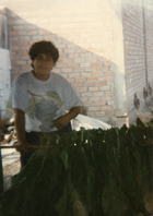 Trabajo de verano Trabajo de verano