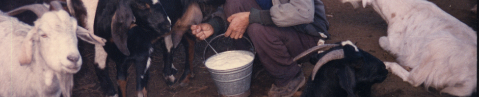 Sacando leche en la cabrería