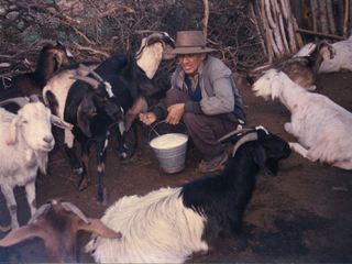 Sacando leche en la cabrería
