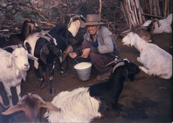 Sacando leche en la cabrería