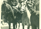 Desfile fiestas patrias