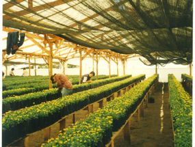 Polinizando planta viola