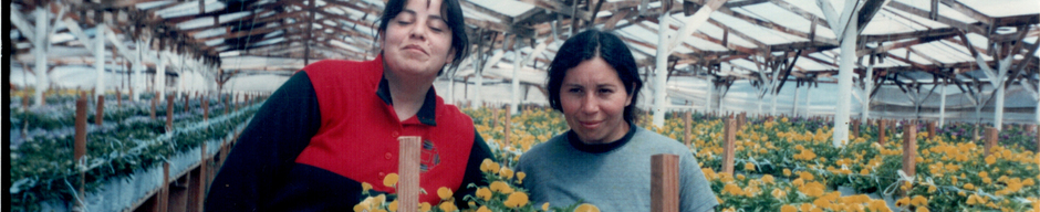 Flores Flores