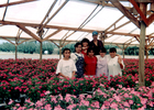 Polinizando vincas Polinizando vincas