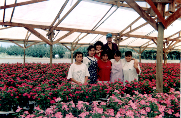 Polinizando vincas Polinizando vincas