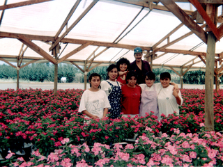 Polinizando vincas Polinizando vincas