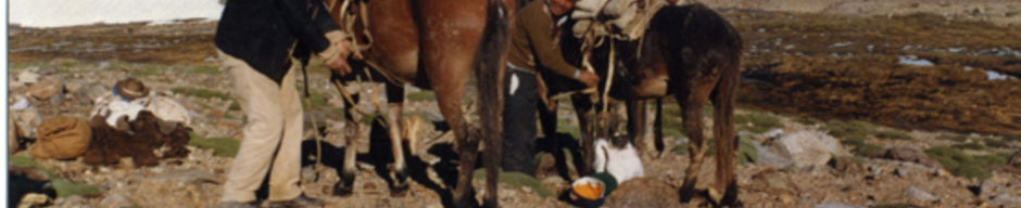 Arrieros Arrieros