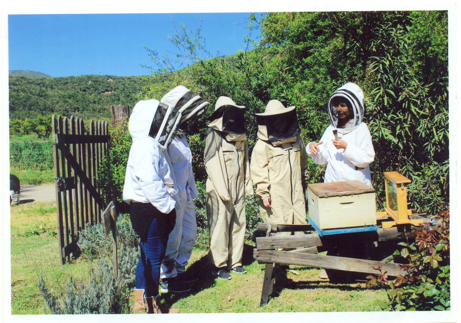 Conociendo el mundo de las abejas Conociendo el mundo de las abejas