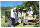 Conociendo el mundo de las abejas Conociendo el mundo de las abejas