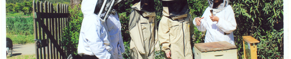 Conociendo el mundo de las abejas Conociendo el mundo de las abejas