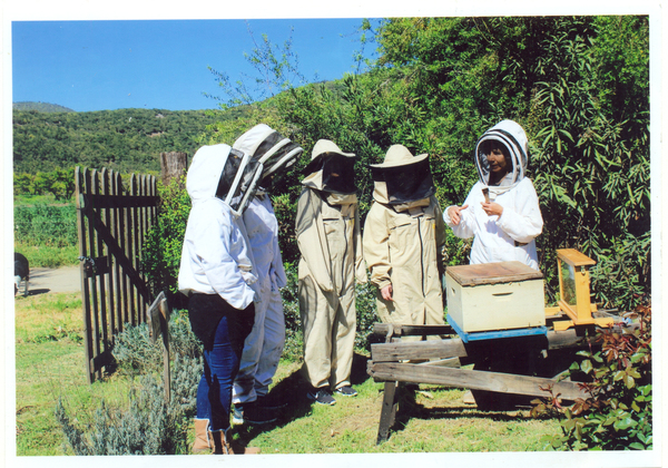 Conociendo el mundo de las abejas Conociendo el mundo de las abejas