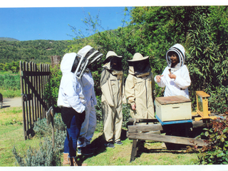 Conociendo el mundo de las abejas Conociendo el mundo de las abejas