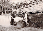 Rodeo en Valle Alegre Rodeo en Valle Alegre