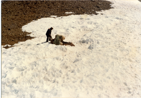 Arriero en la cordillera de los Andes