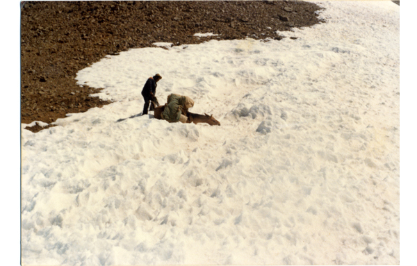 Arriero en la cordillera de los Andes