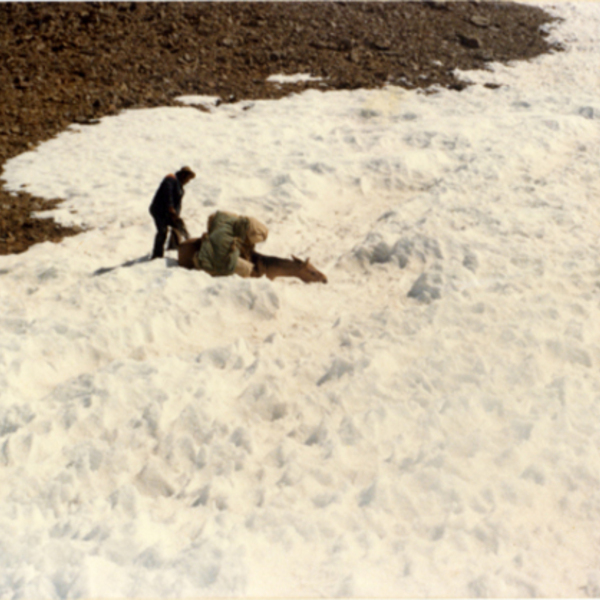 Arriero en la cordillera de los Andes