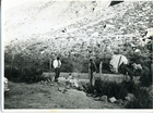 Arrieros de la Hacienda El Tangue Arrieros de la Hacienda El Tangue