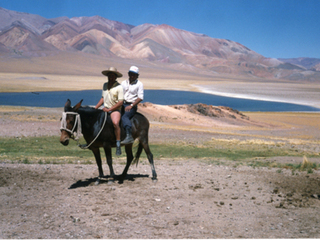 Pastoreo de ganado