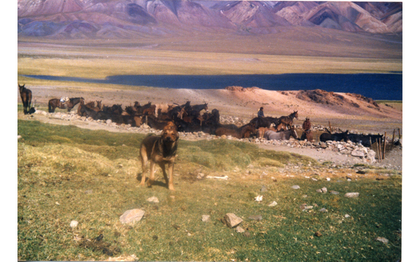 Rodeo de tropilla de animales