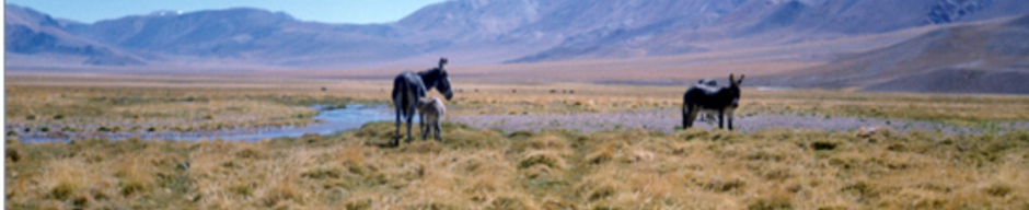 Burros pastando Burros pastando
