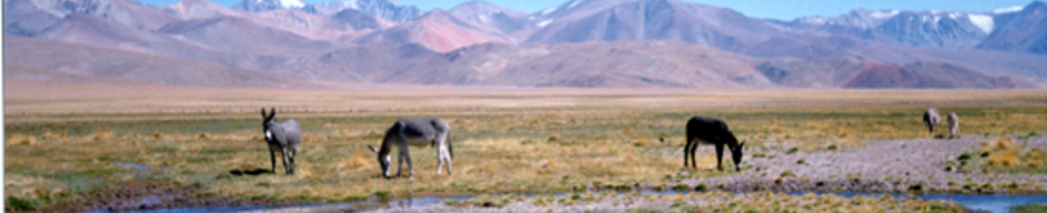 Burros pastando Burros pastando