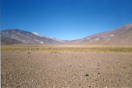 Rebaño de ovejas