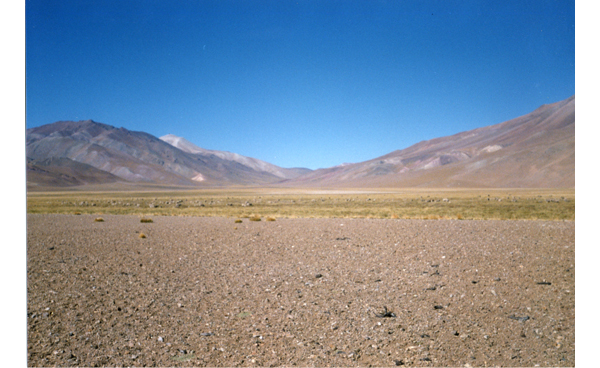 Rebaño de ovejas