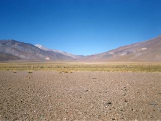 Rebaño de ovejas