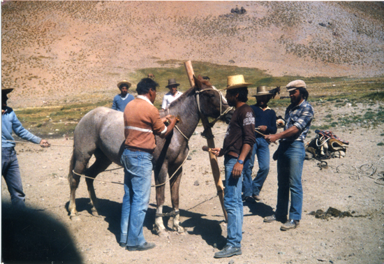 Arrieros domando un caballo Arrieros domando un caballo