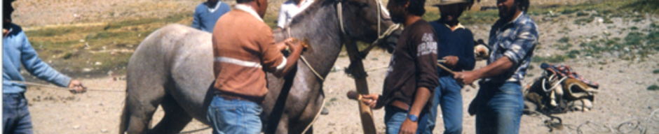 Arrieros domando un caballo