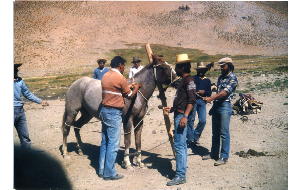 Arrieros domando un caballo