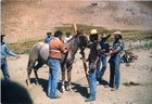 Arrieros domando un caballo