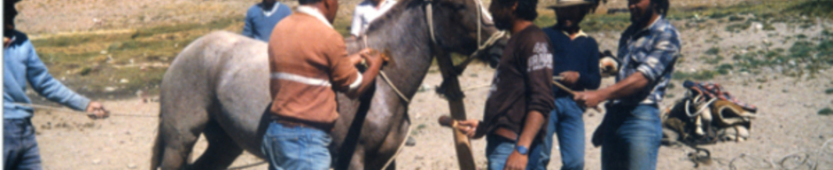 Arrieros domando un caballo