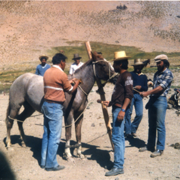 Arrieros domando un caballo