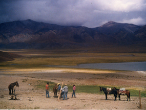 Arrieros domando caballos